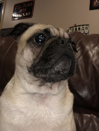 doggo3.png