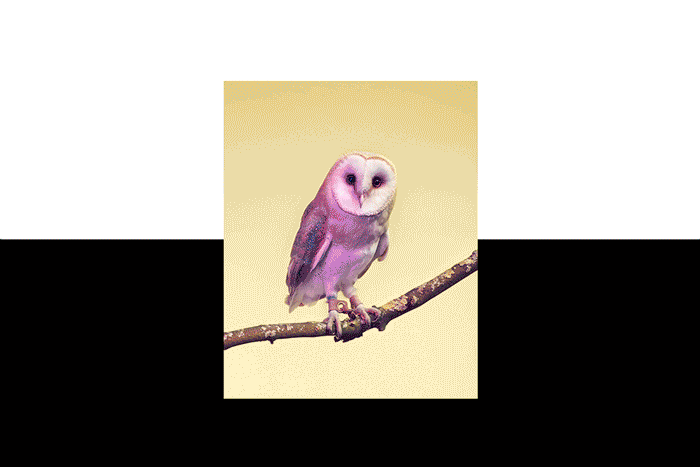 PFR_InvitationGif.gif