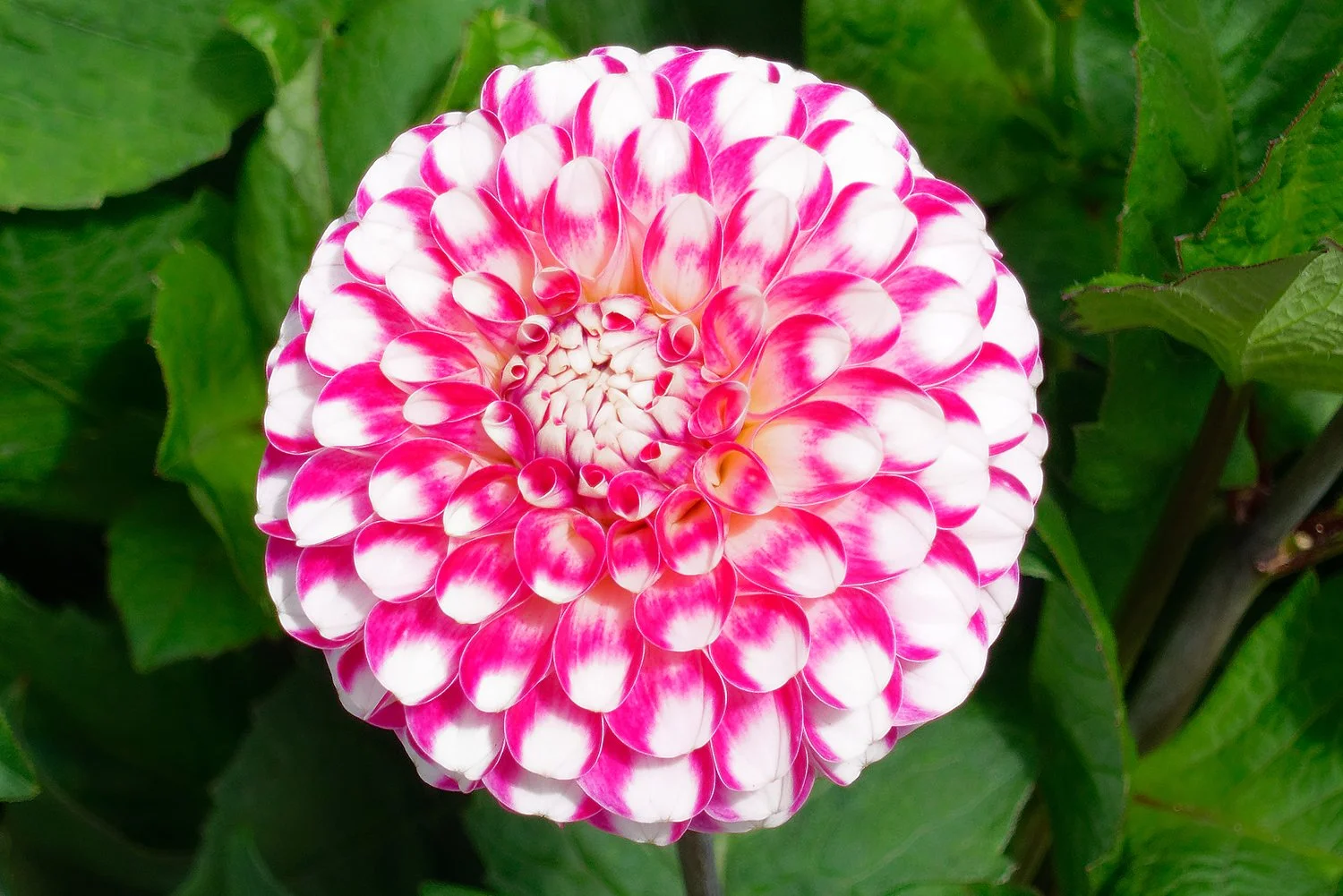 Dahlia 05826_DxO SITE.jpg