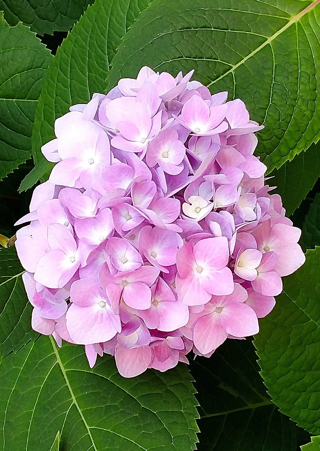 Hydrangea+IMG_2018+06+26.jpeg
