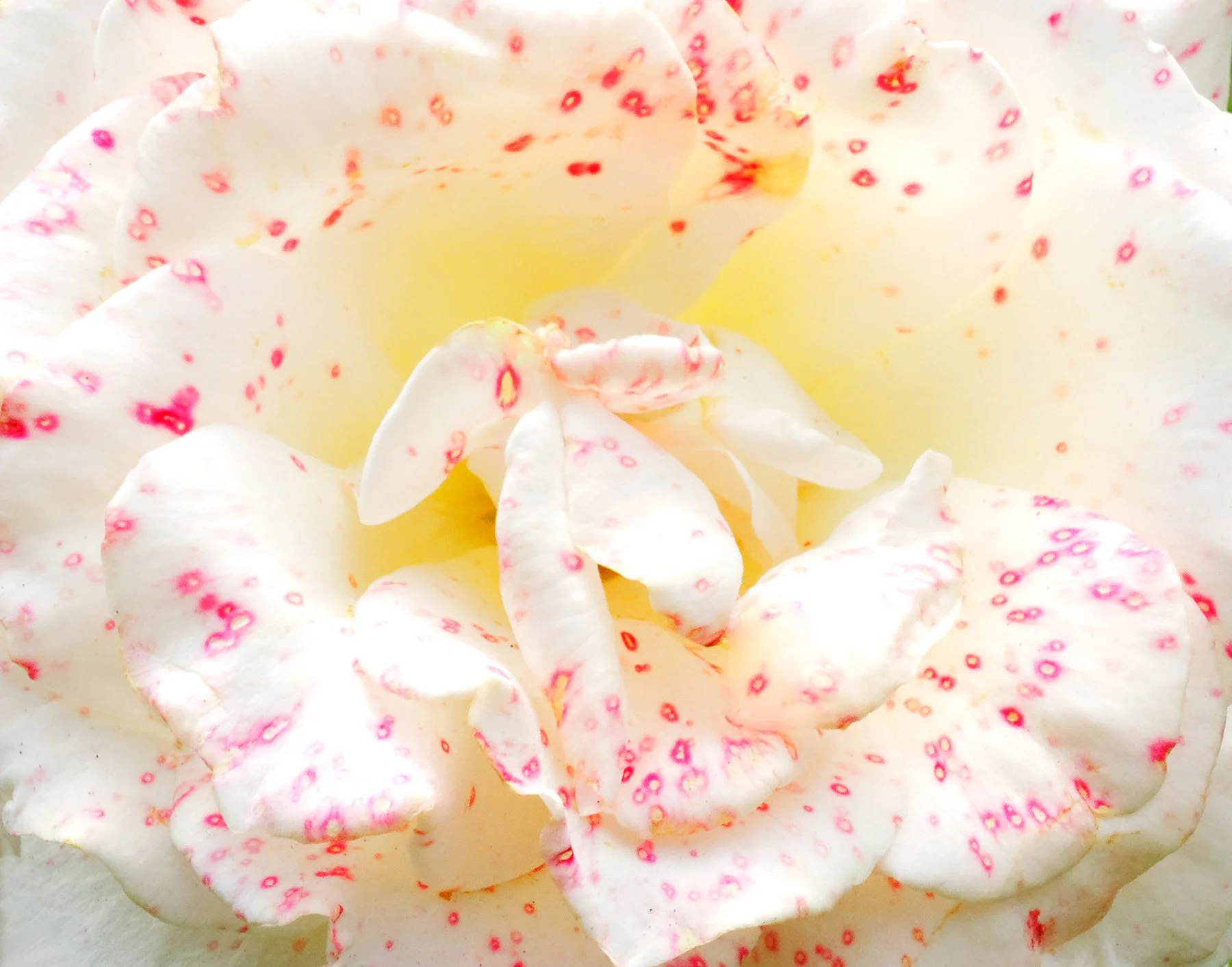 Rose spotted 05910 site.jpg