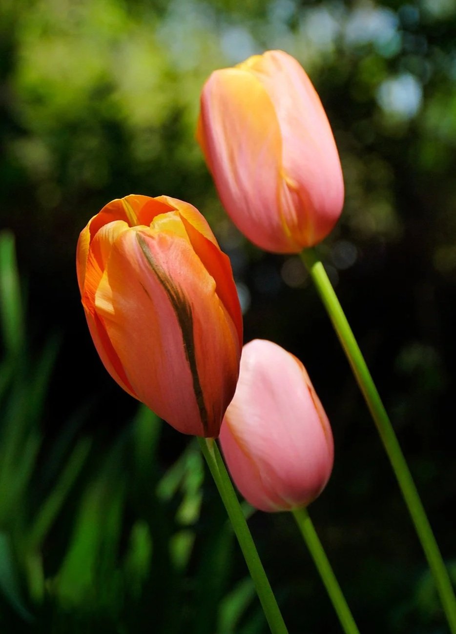 Tulips_Tompkins+Sq_079+site.jpg