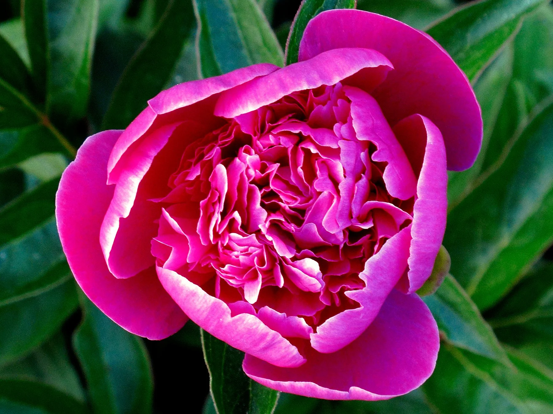 Tryon flowers_0727 site.jpg