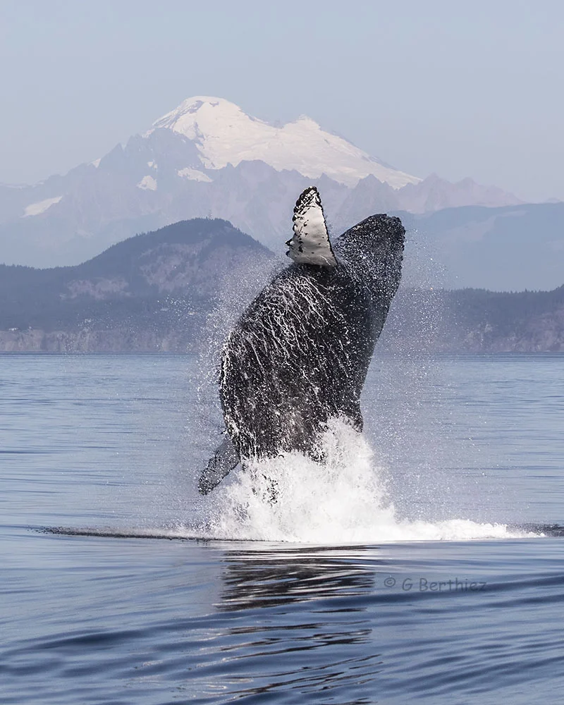 Humpback Breach by Gwen Berthad