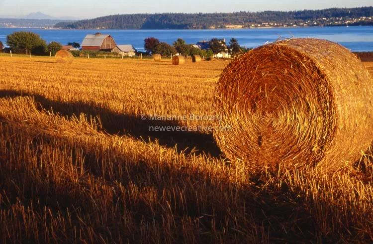 barn_and_hayroll_web.jpg