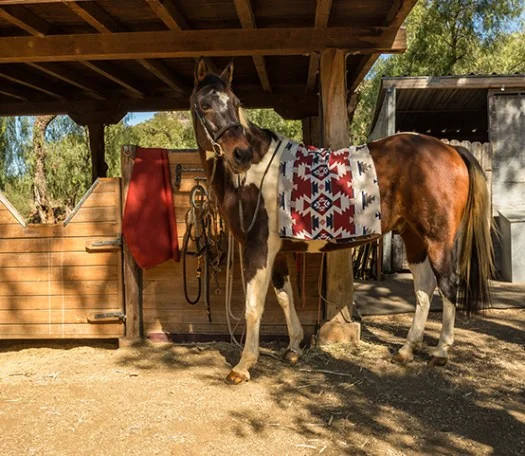 Mountain Majesty Americana Fabric sample on a Paint Horse.