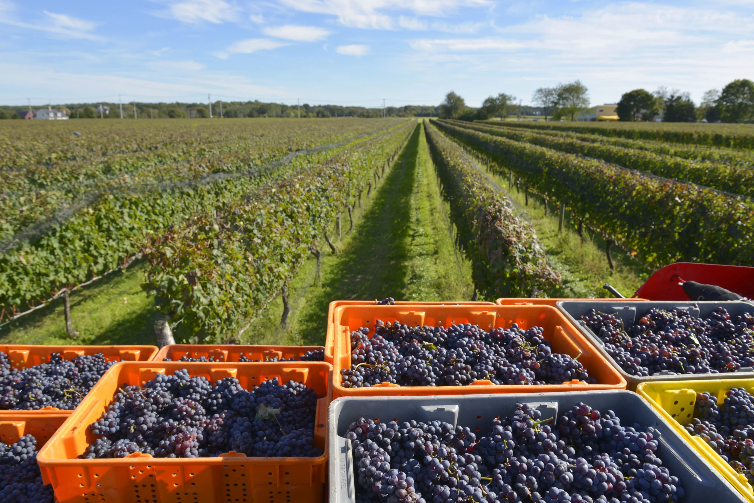 Bedell Cellars production4.jpg