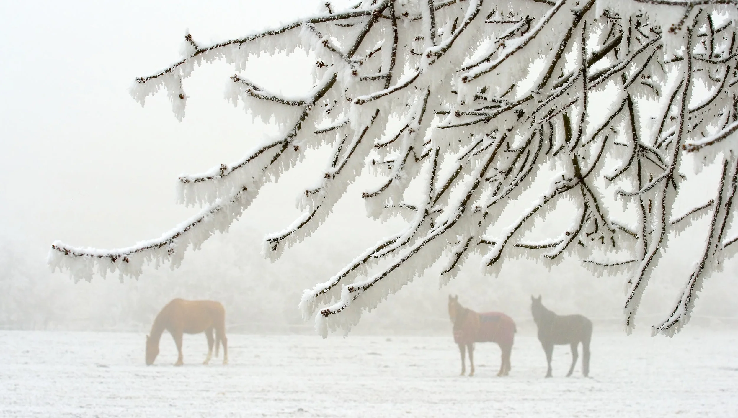 Horse Care In Autumn And Winter Horse And Pony Info