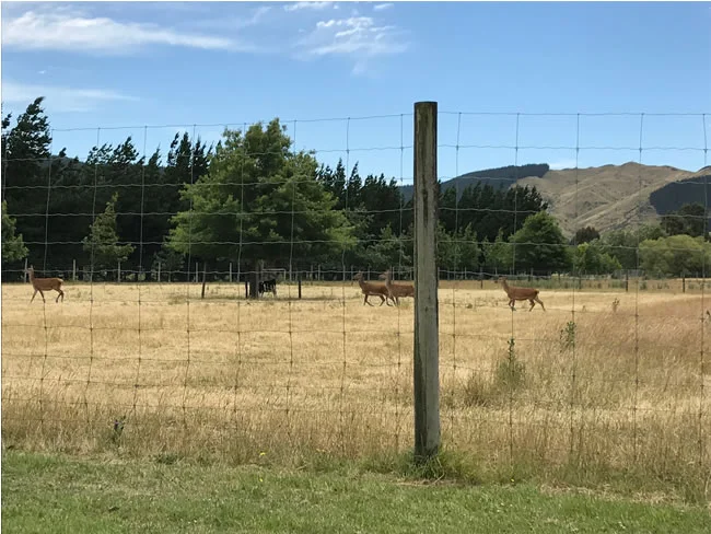 Deer are free to roam within large paddocks
