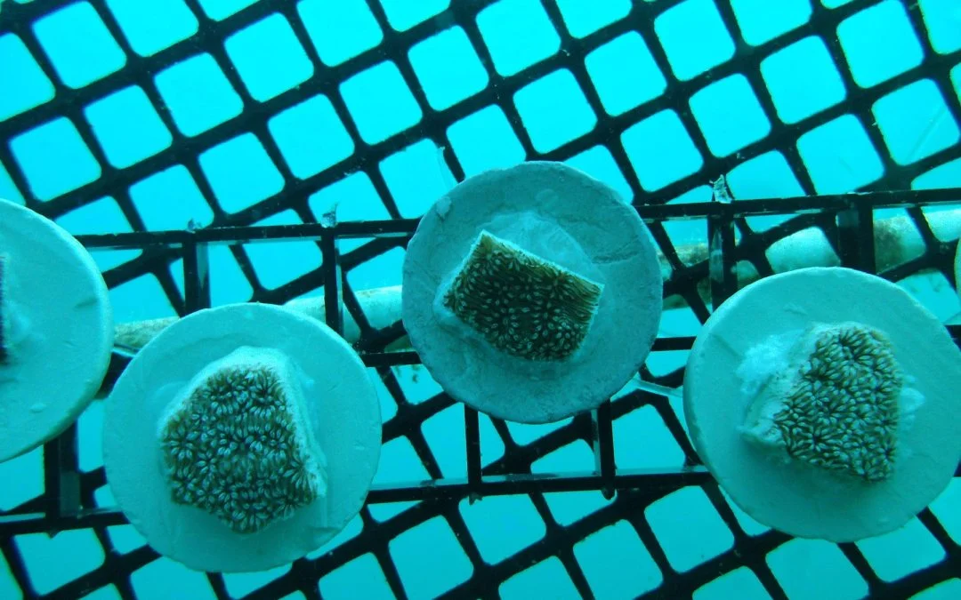 La odisea de “reforestar” con corlaes los arrecifes ticos