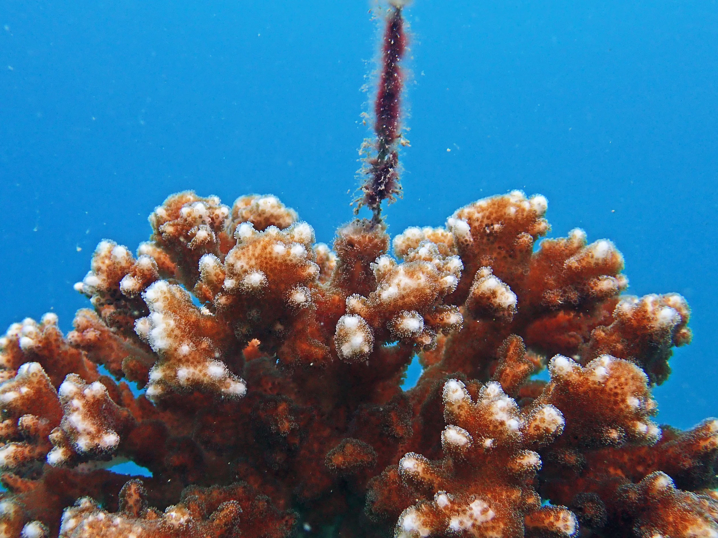 pocillopora.jpg