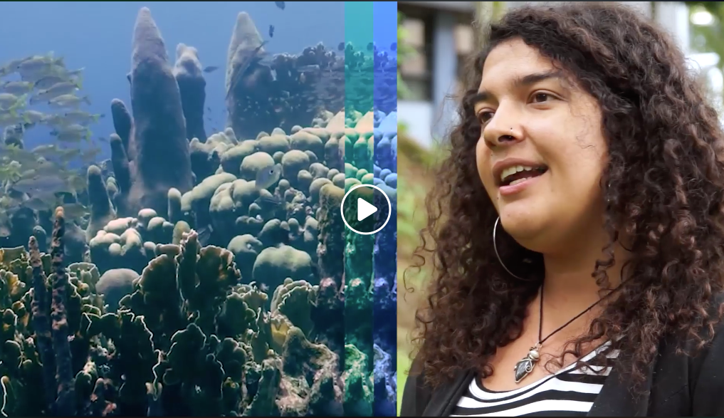 Los arrecifes corales están en peligro de desaparecer