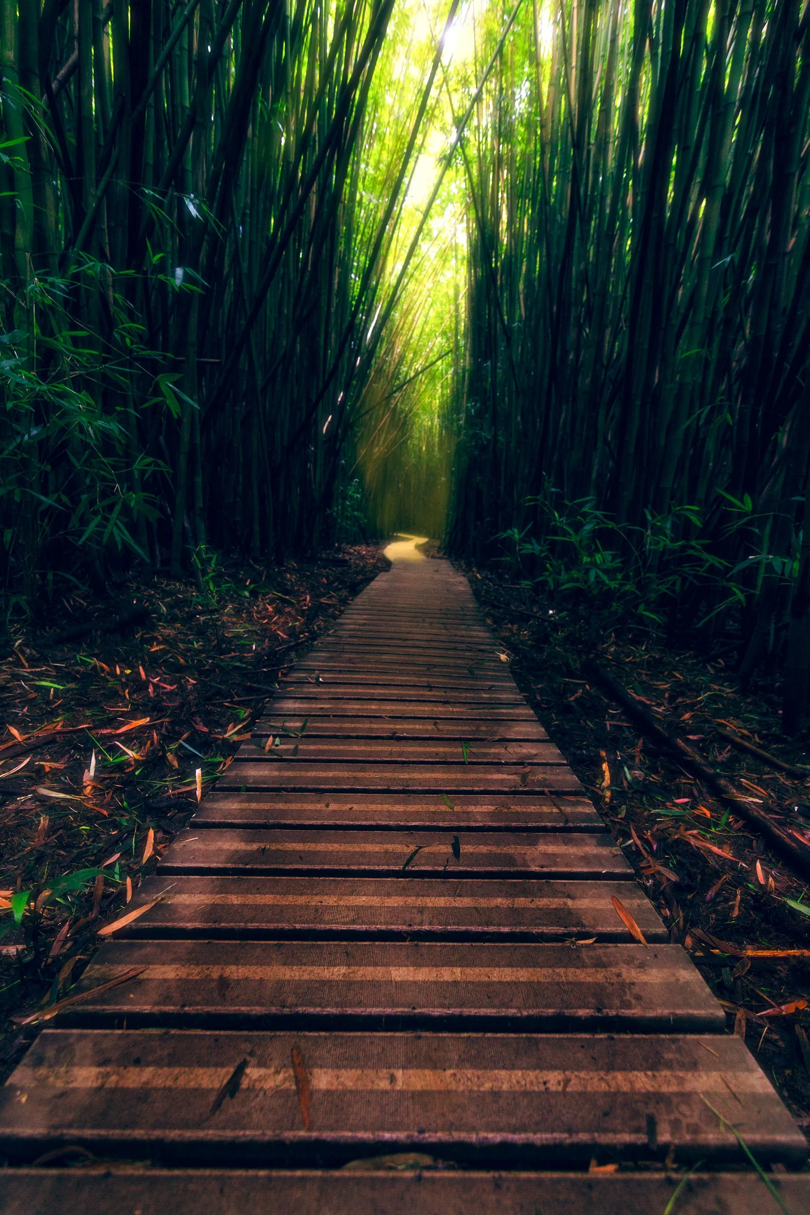 BambooForest1.jpg