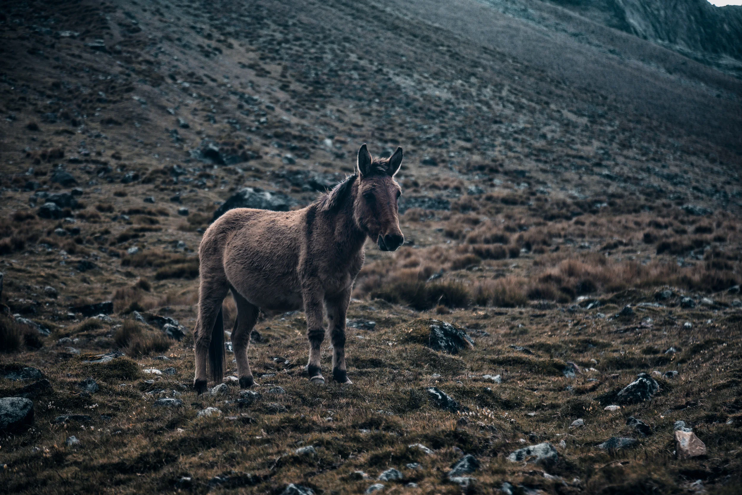 IMG_4820-Edit.jpg