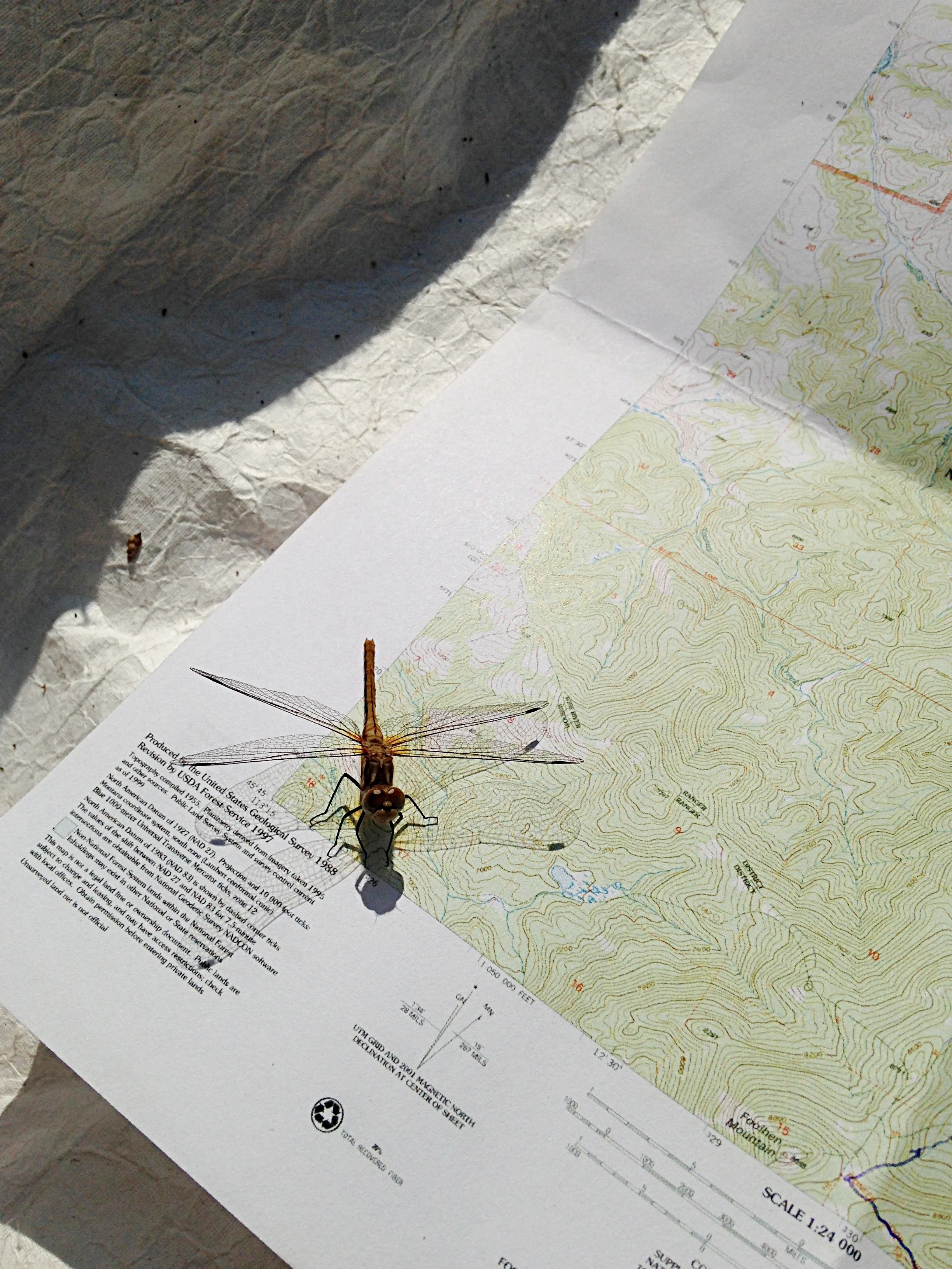 Getting route finding advice from a dragonfly.
