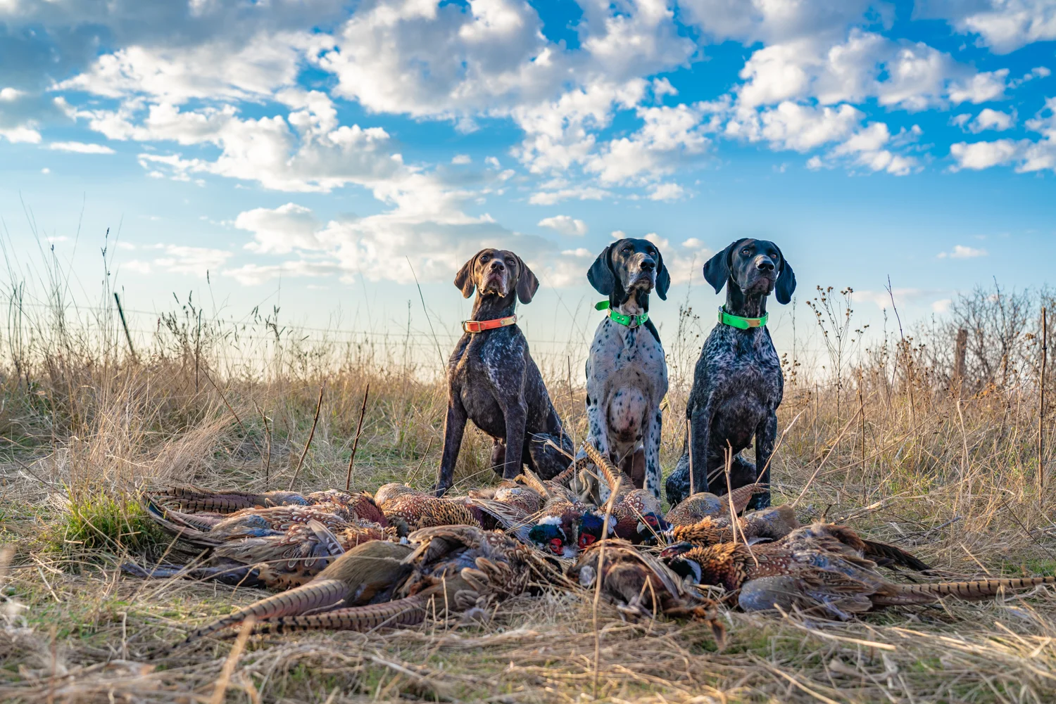 German Shorthaired Pointer Studs Standing Stone Kennels