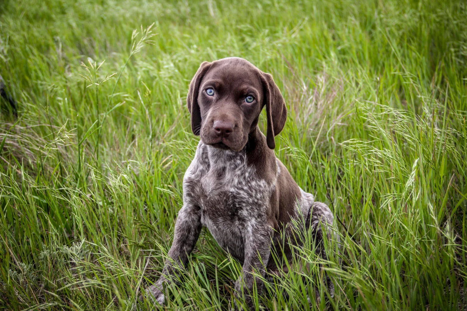 gsp-ouppy-sitting-in-grass.JPG