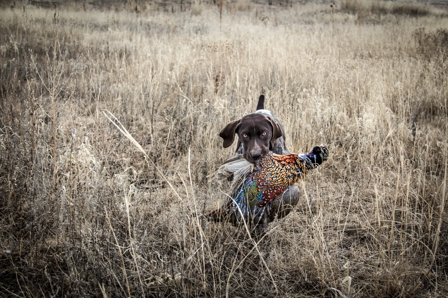 gsp-puppy-retrieving-pheasant.JPG