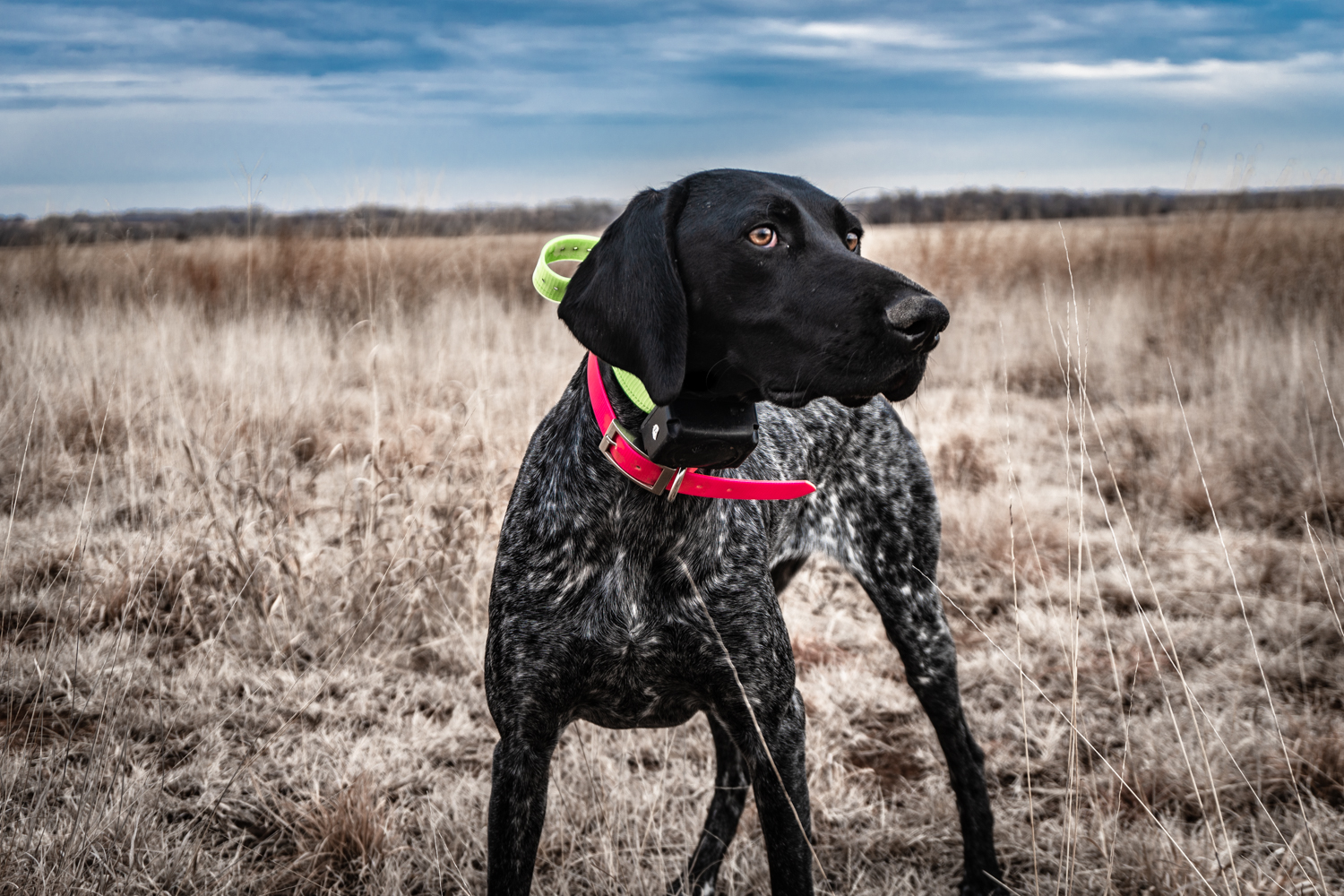black roan german wirehaired pointer
