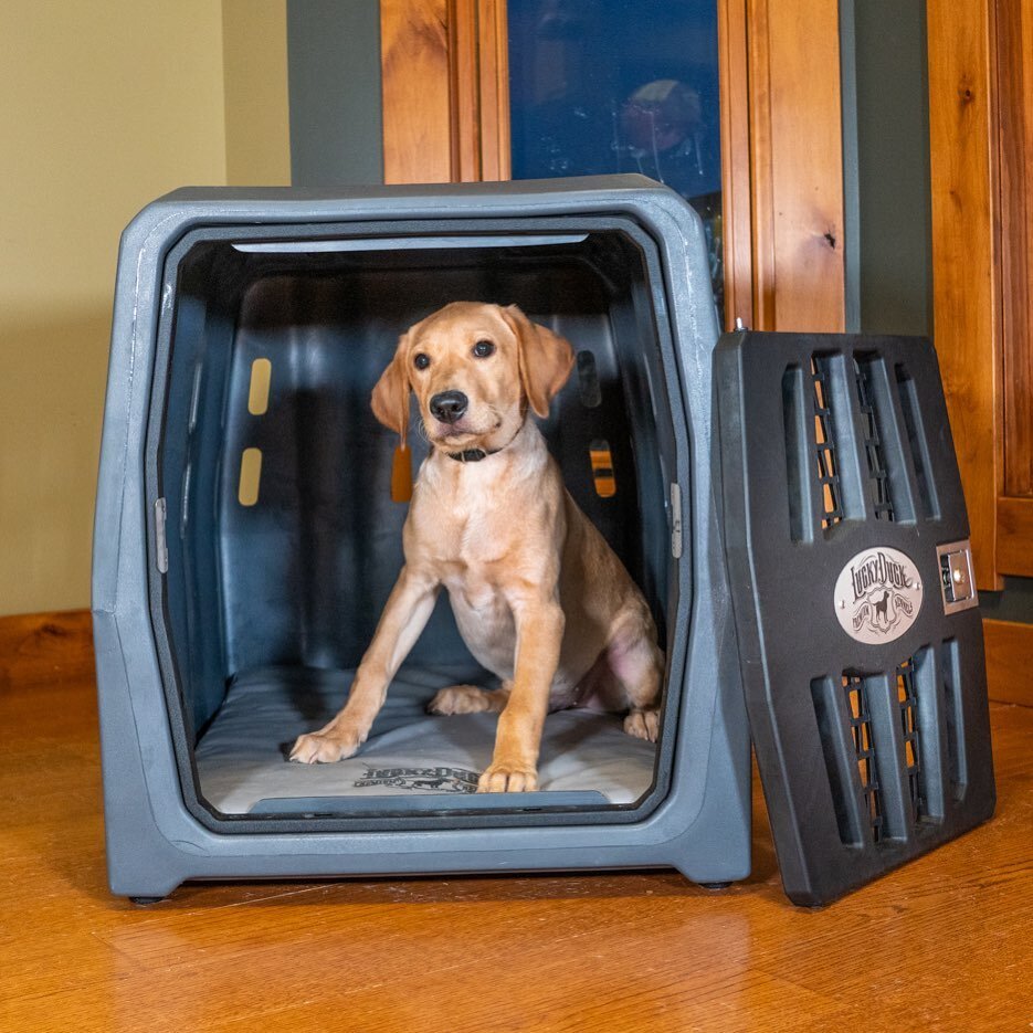 Our Best Tips & Tricks For Crate Training Your Puppy — Standing Stone  Kennels