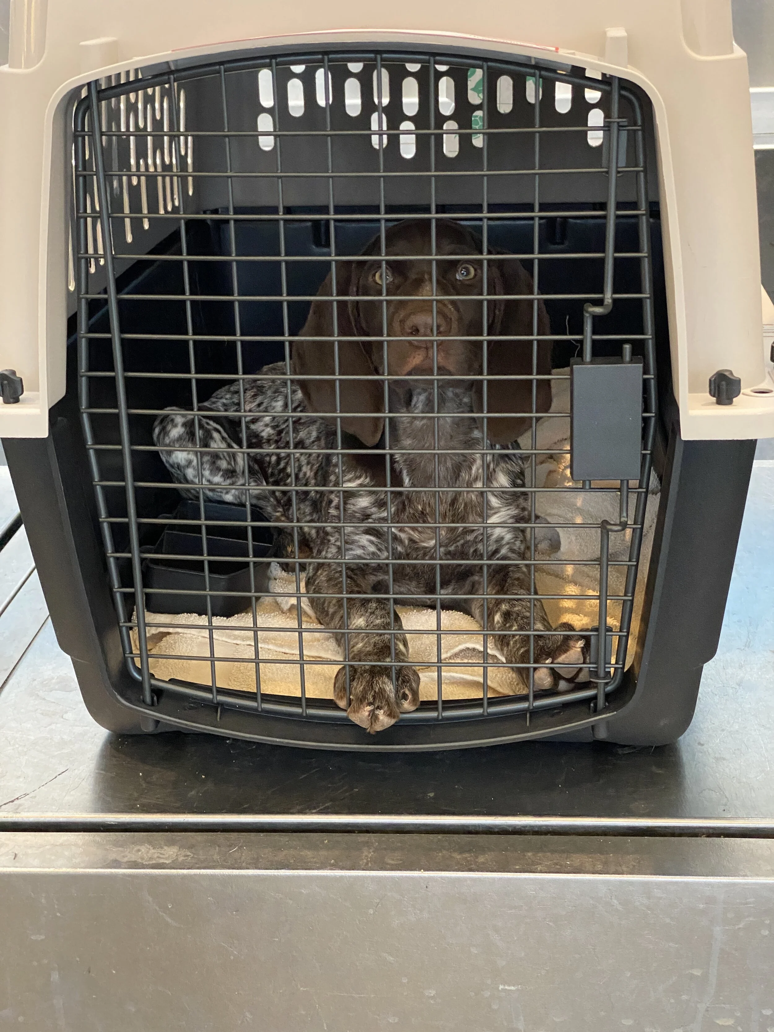 How To Crate Train A Boston Terrier Puppy