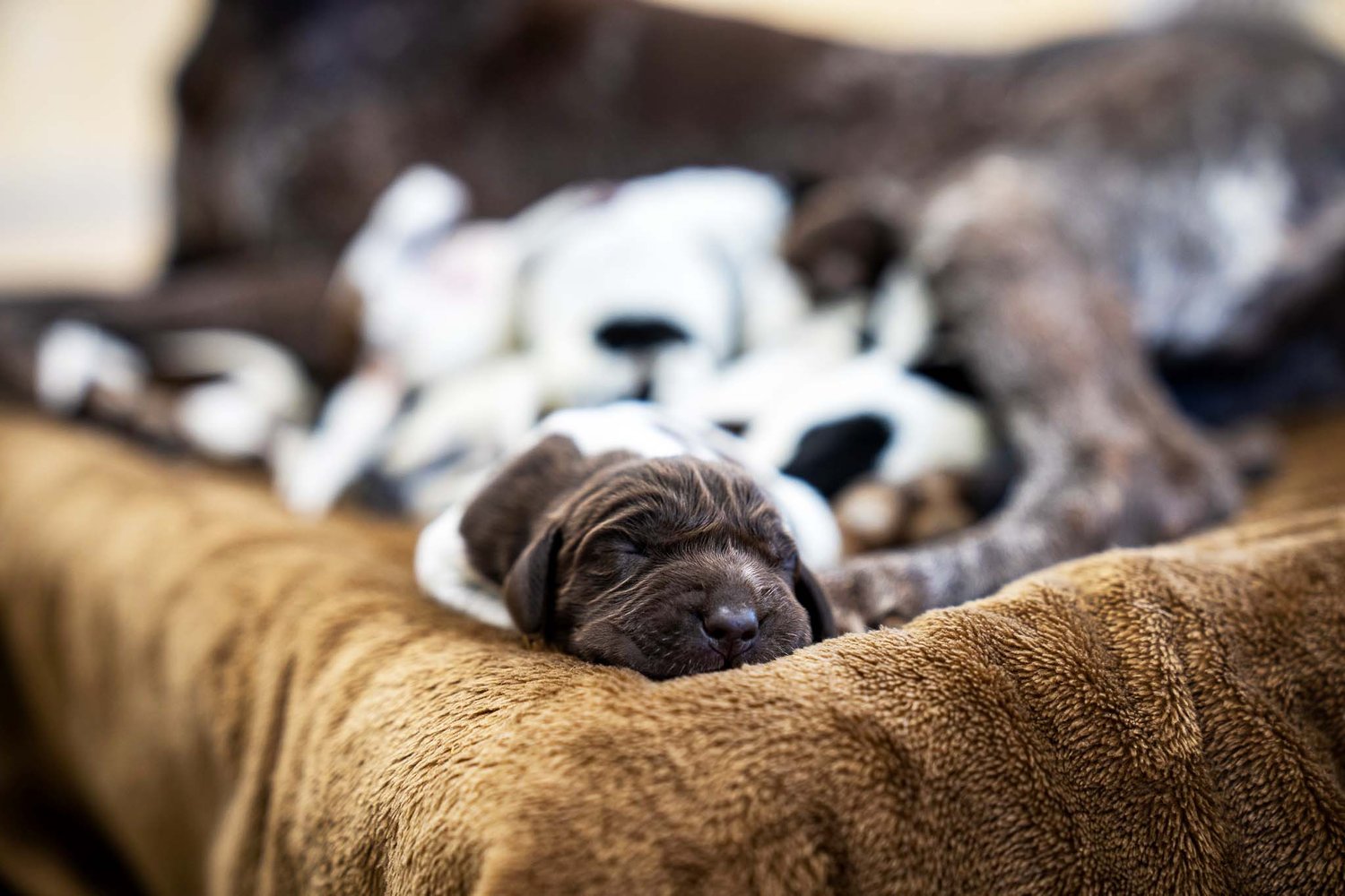 German Shorthaired Pointer Puppies — Standing Stone Kennels