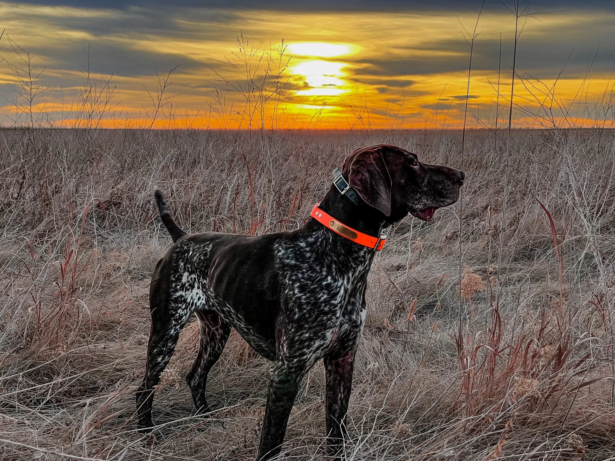 Influential Dogs — Standing Stone Kennels