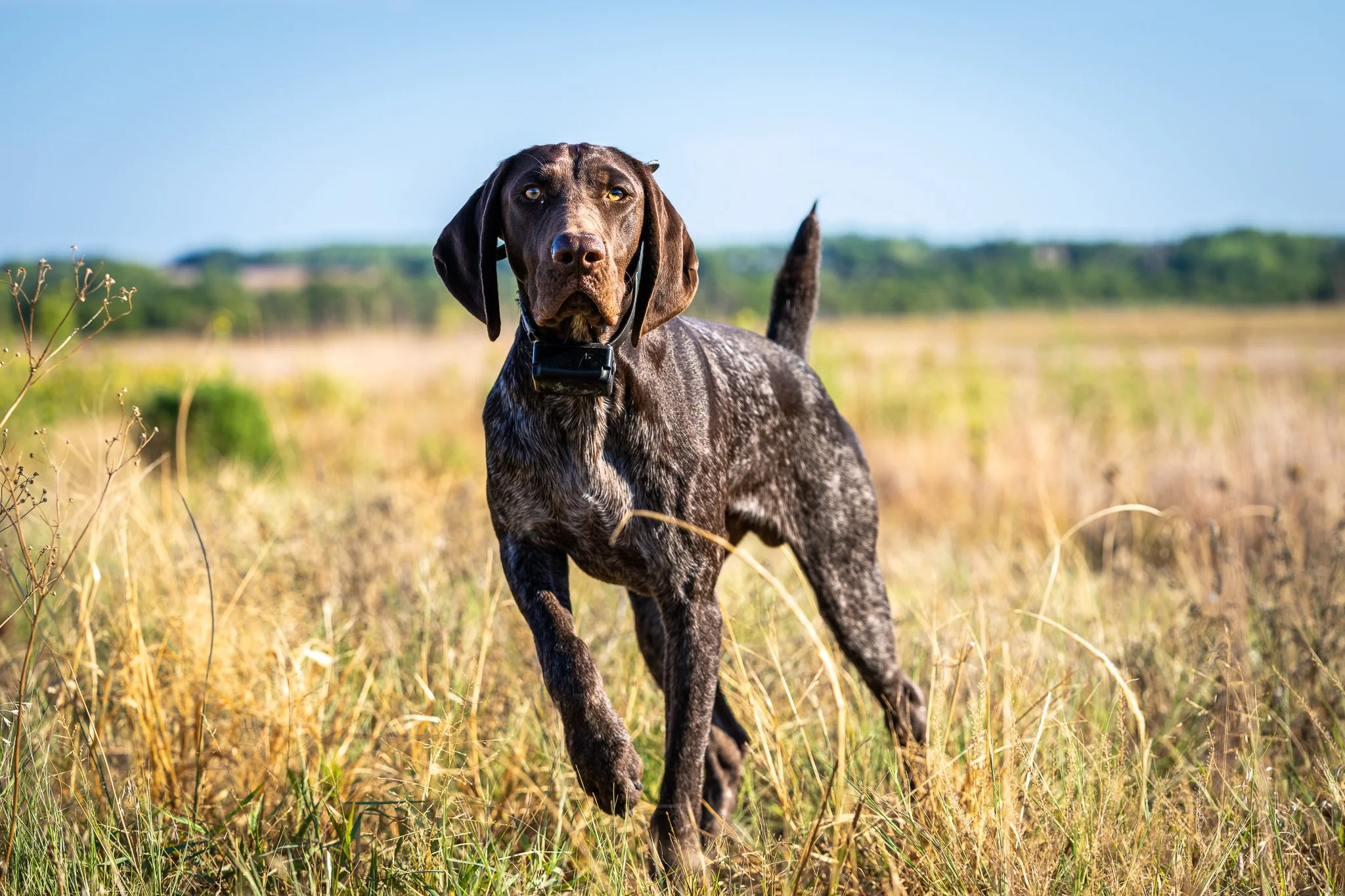 Dog Point Studd German Shorthaired Pointer Studs — Standing Stone Kennels