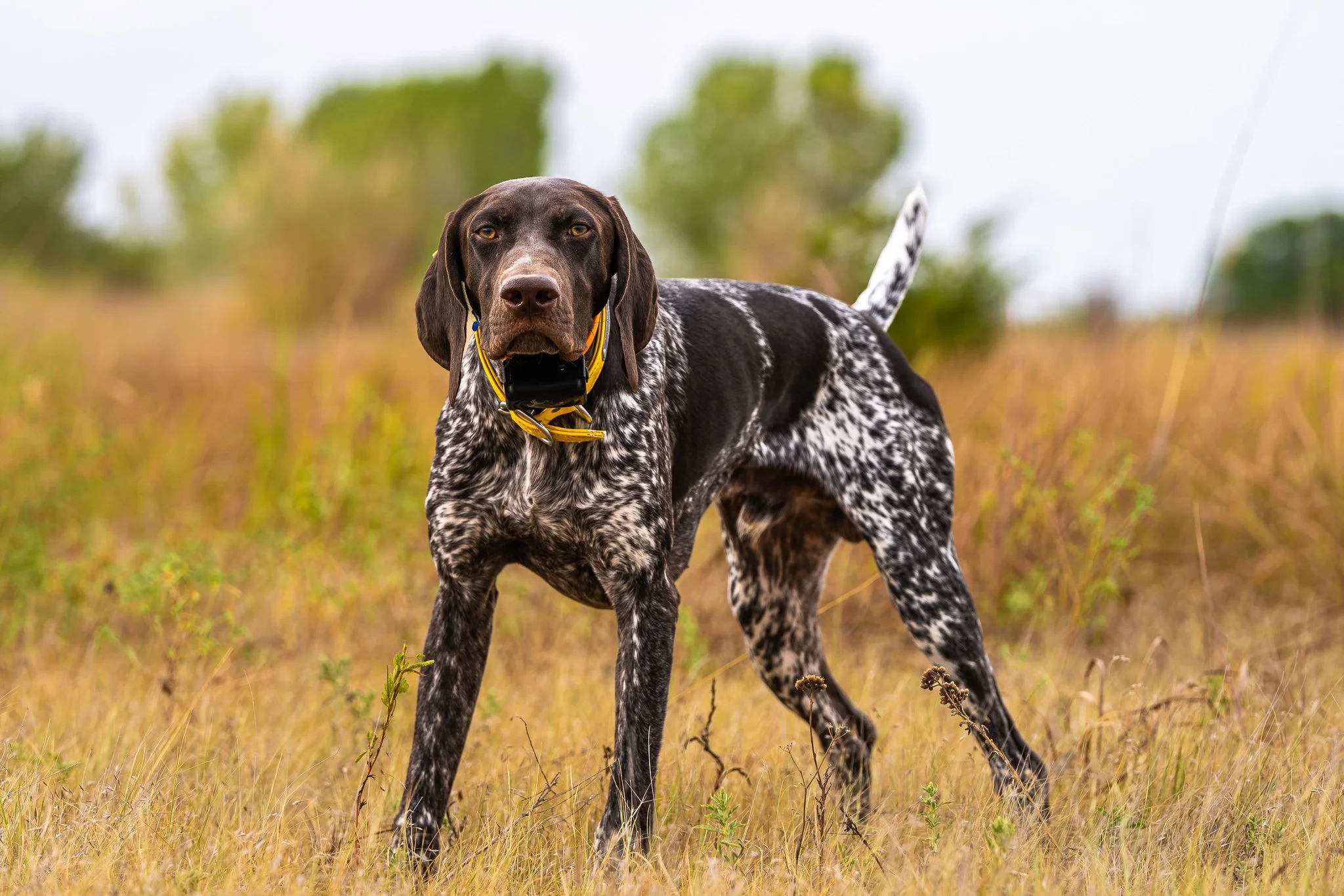 Dog Point Studd German Shorthaired Pointer Studs — Standing Stone Kennels