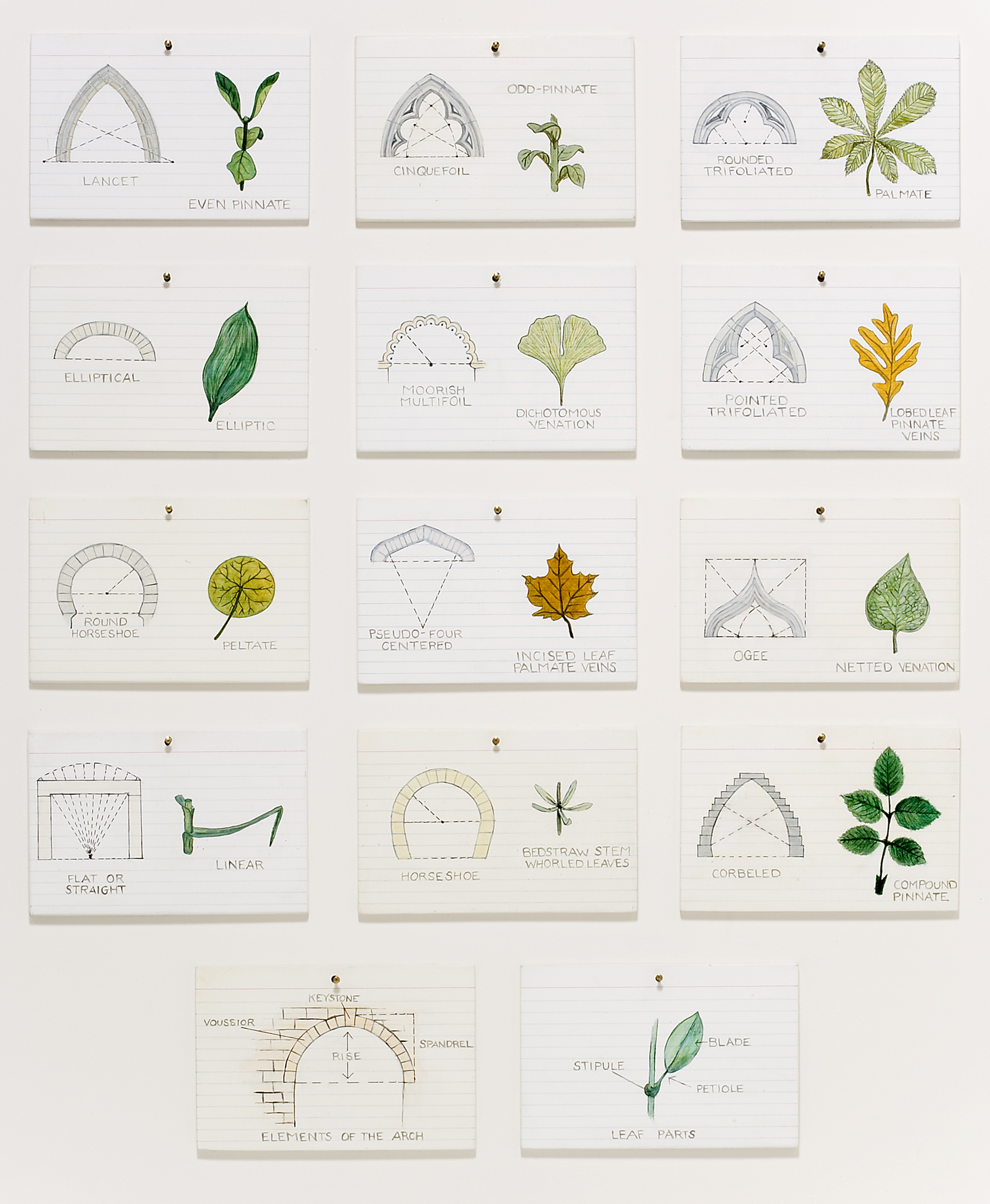 Arch Forms/Leaf Shapes
