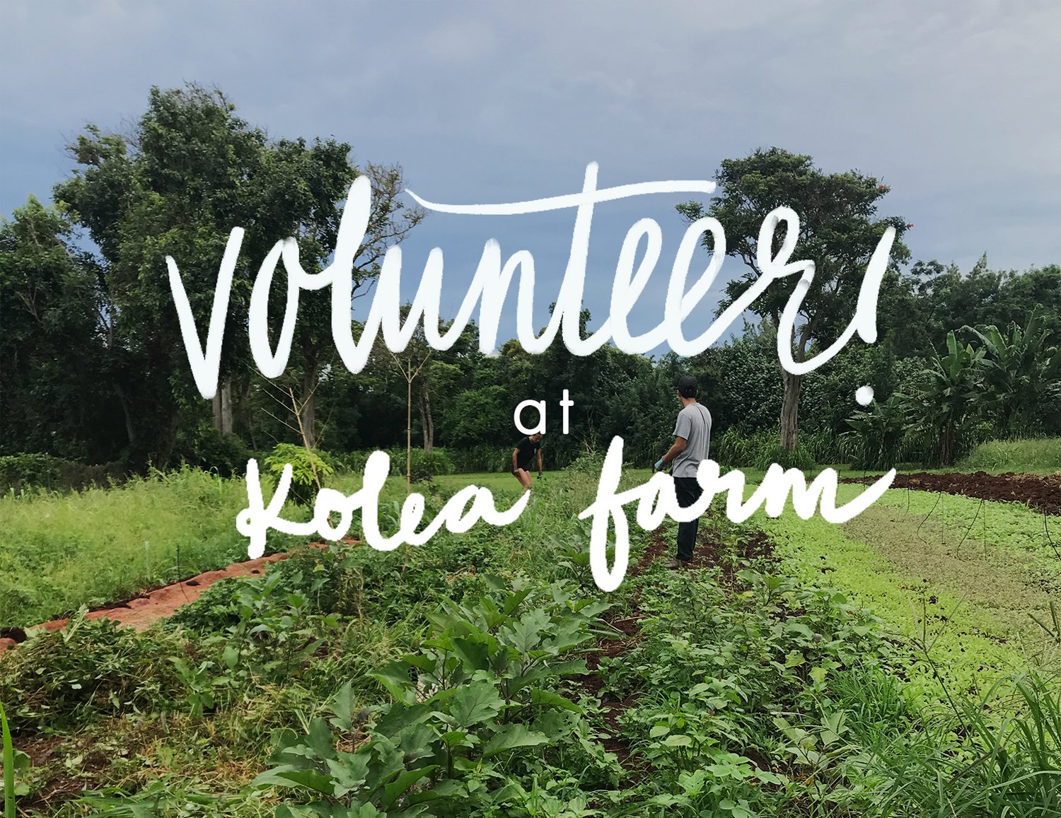 Volunteer at Kolea Farm - Permaculture Saturdays