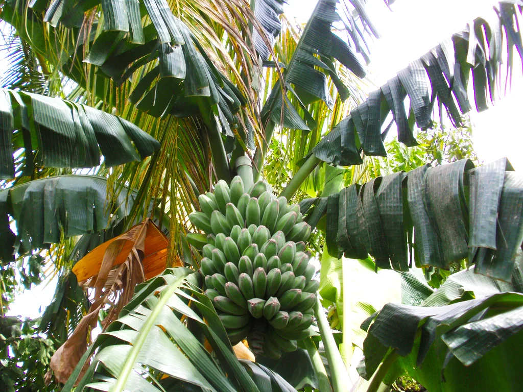 Saba_banana_tree.jpg