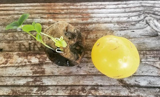 New Lilikoi (passion fruit)sprouts out of old fruit.
Mahalo ke Akua!

#mahalokeakua
#passionfruit 
#sprouts 
#hawaiifarms
#tropicalfruit