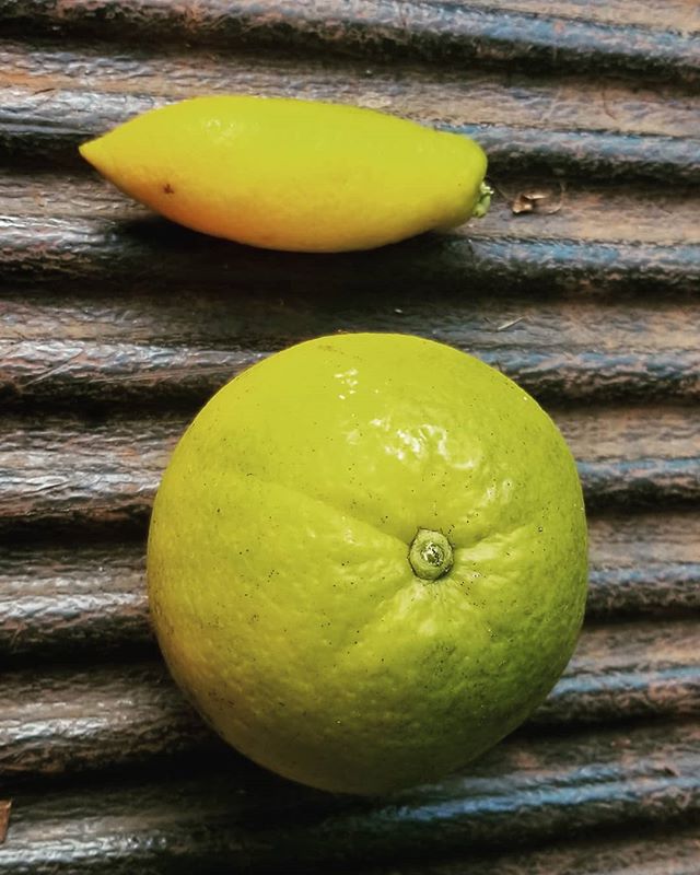 Ka'u (valencia) orange
Funky mutant, we harvested today
First time seein this. Finger orange?
Pretty fun!
#valenciaorange 
#hawaiiorange 
#pupukea 
#hawaiiorange