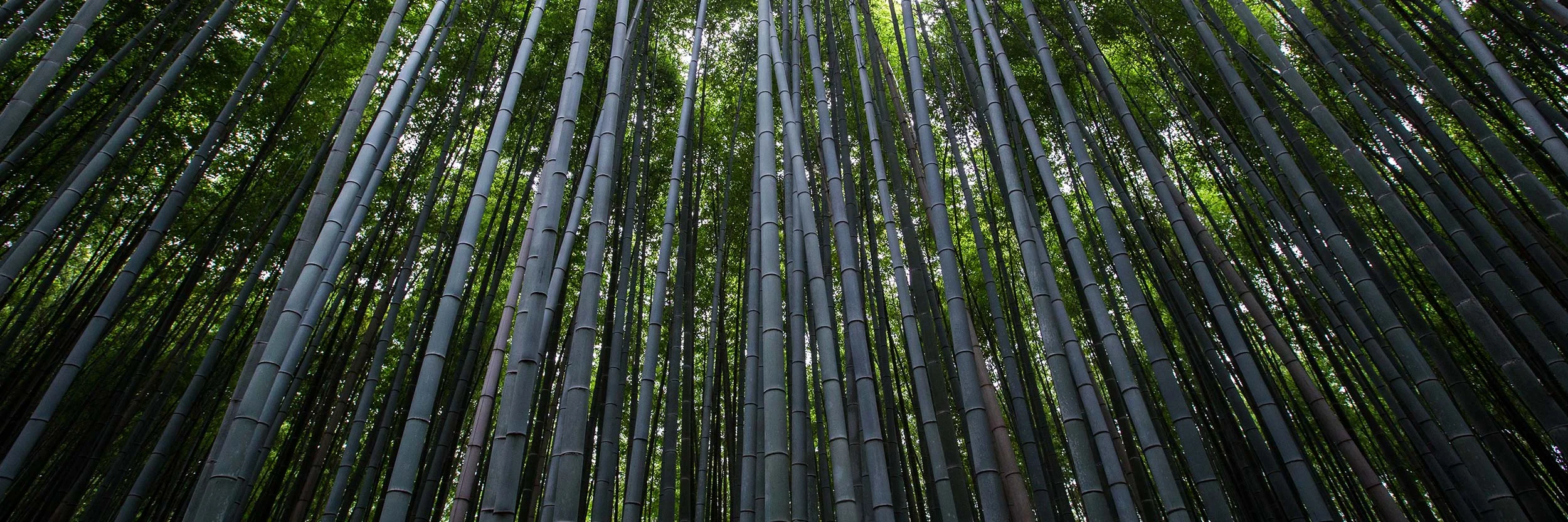 bamboo.jpg