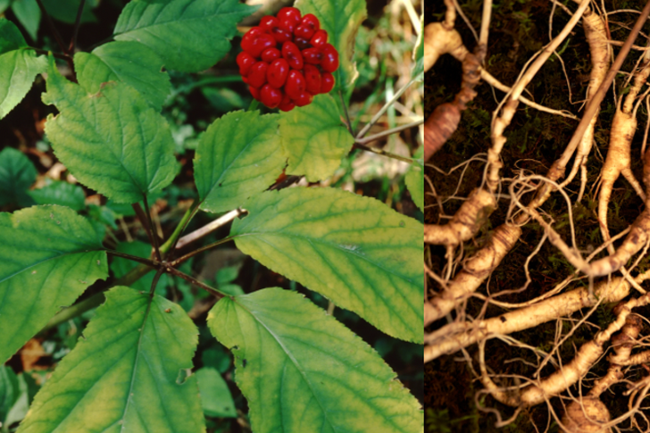 Hands-On Forest Farming: Planting &amp; Managing American Ginseng