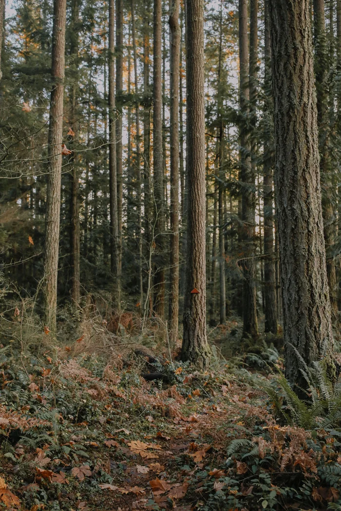 SSL---Trees-4---Website.jpg