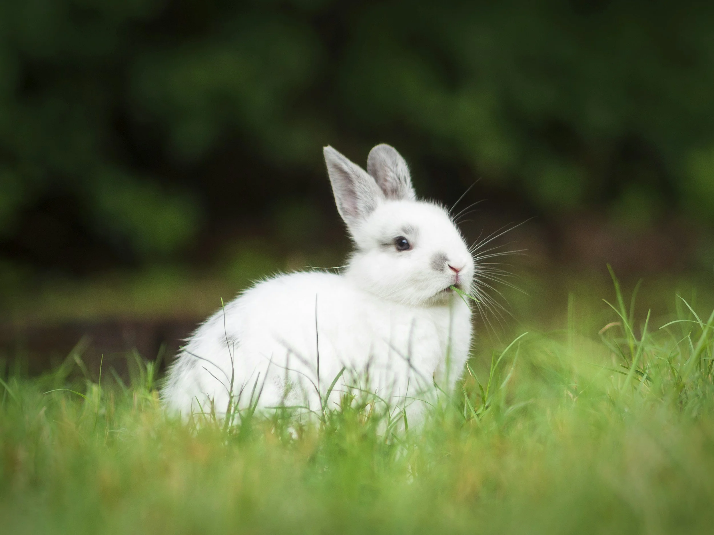 Bunny Yoga