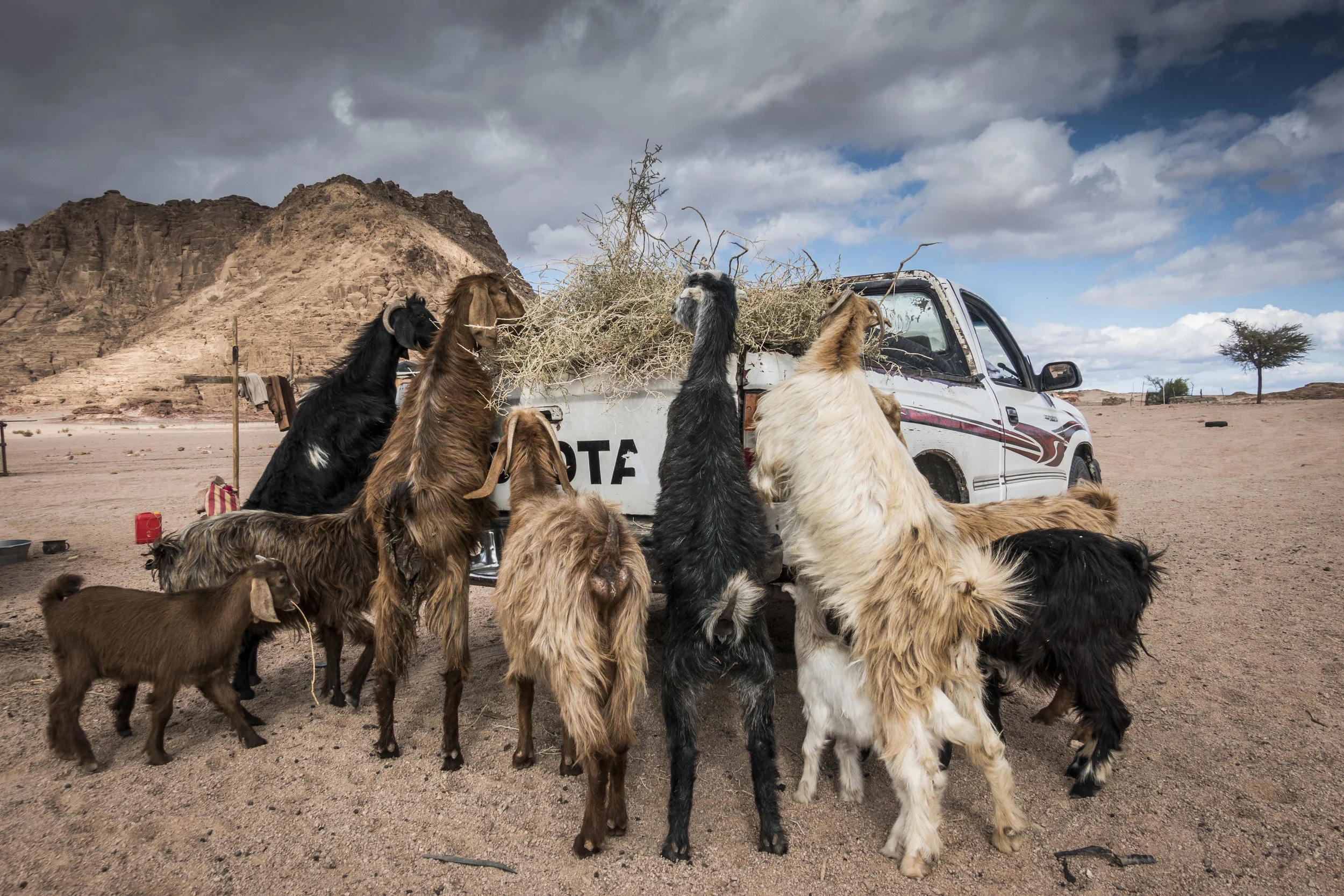 Sinai Trail 2018
