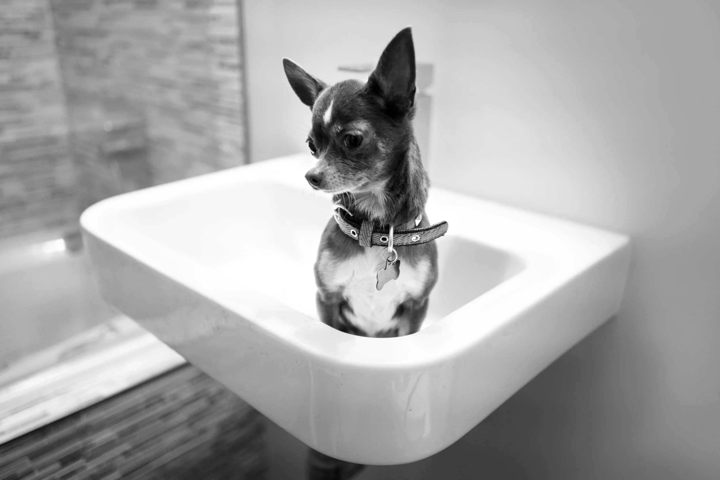 DSC00195_.jpg
