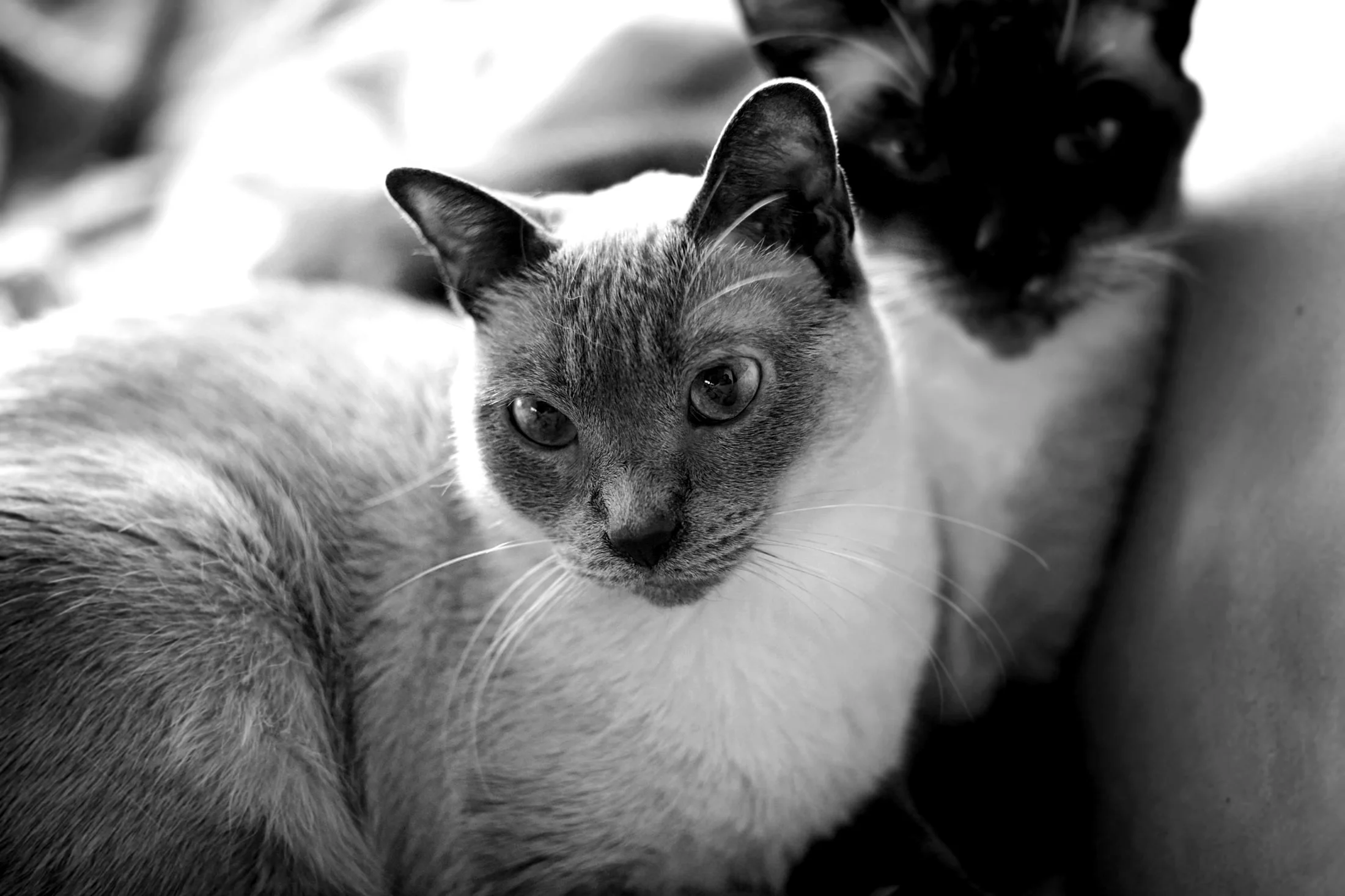 DSC08974_bw_sm.jpg