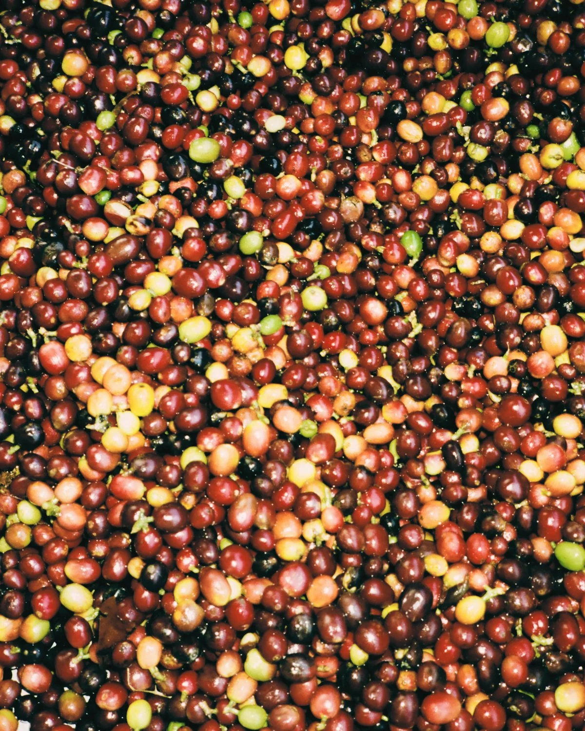 2026_LHG_Coffee-Lab_Origin-Colombia_Andres-Cardona_230.jpg