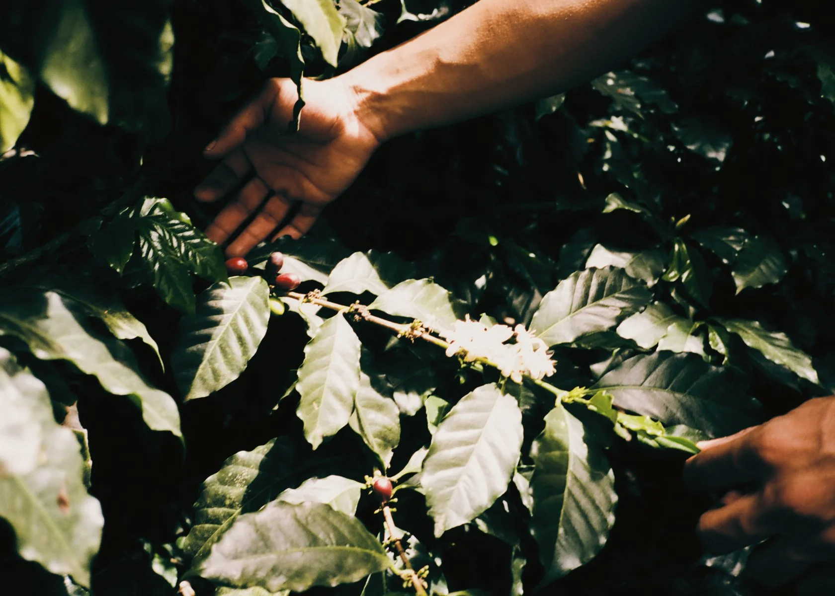 2026_LHG_Coffee-Lab_Origin-Colombia_John-Didier_112.jpg