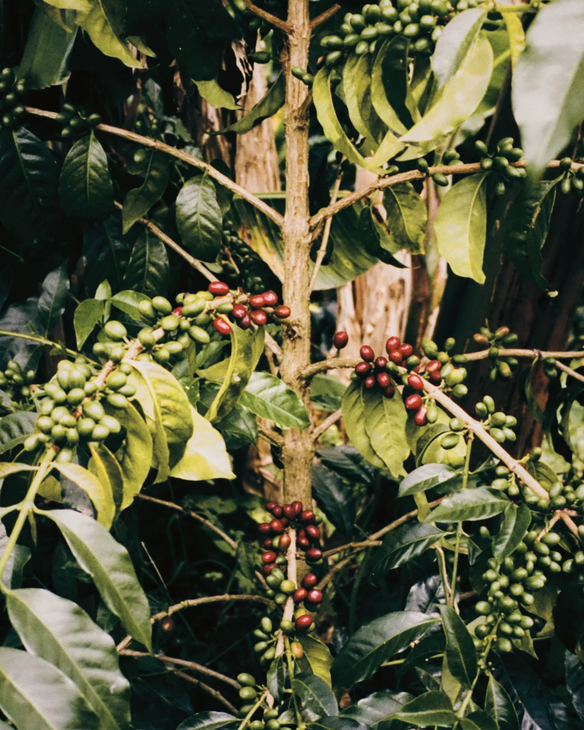 2026_LHG_Coffee-Lab_Origin-Colombia_Natalie-Hernandez_114.jpg