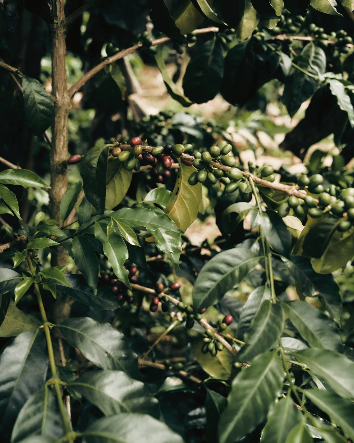 2026_LHG_Coffee-Lab_Origin-Colombia_Natalie-Hernandez_007.jpg