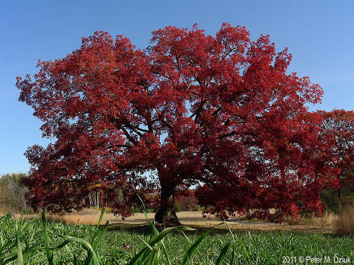 WI Oak