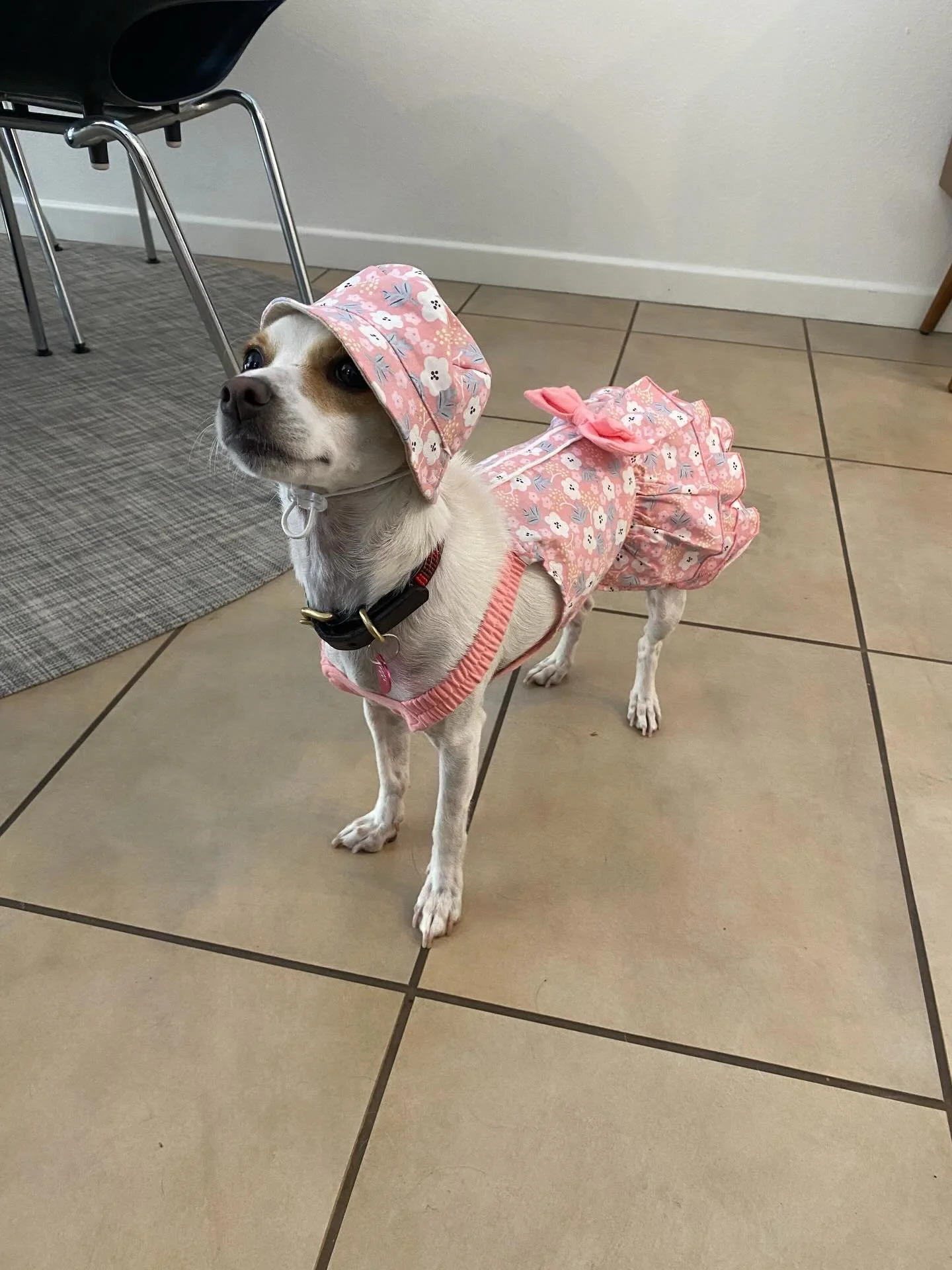 Happy Birthday to our sweet Dottie!
Hope your day is filled with lots of love, treats, and cozy naps. We&rsquo;re so lucky to get to love on you. You save us as much as we saved you! You fill our hearts with so much happiness! 💕🐶