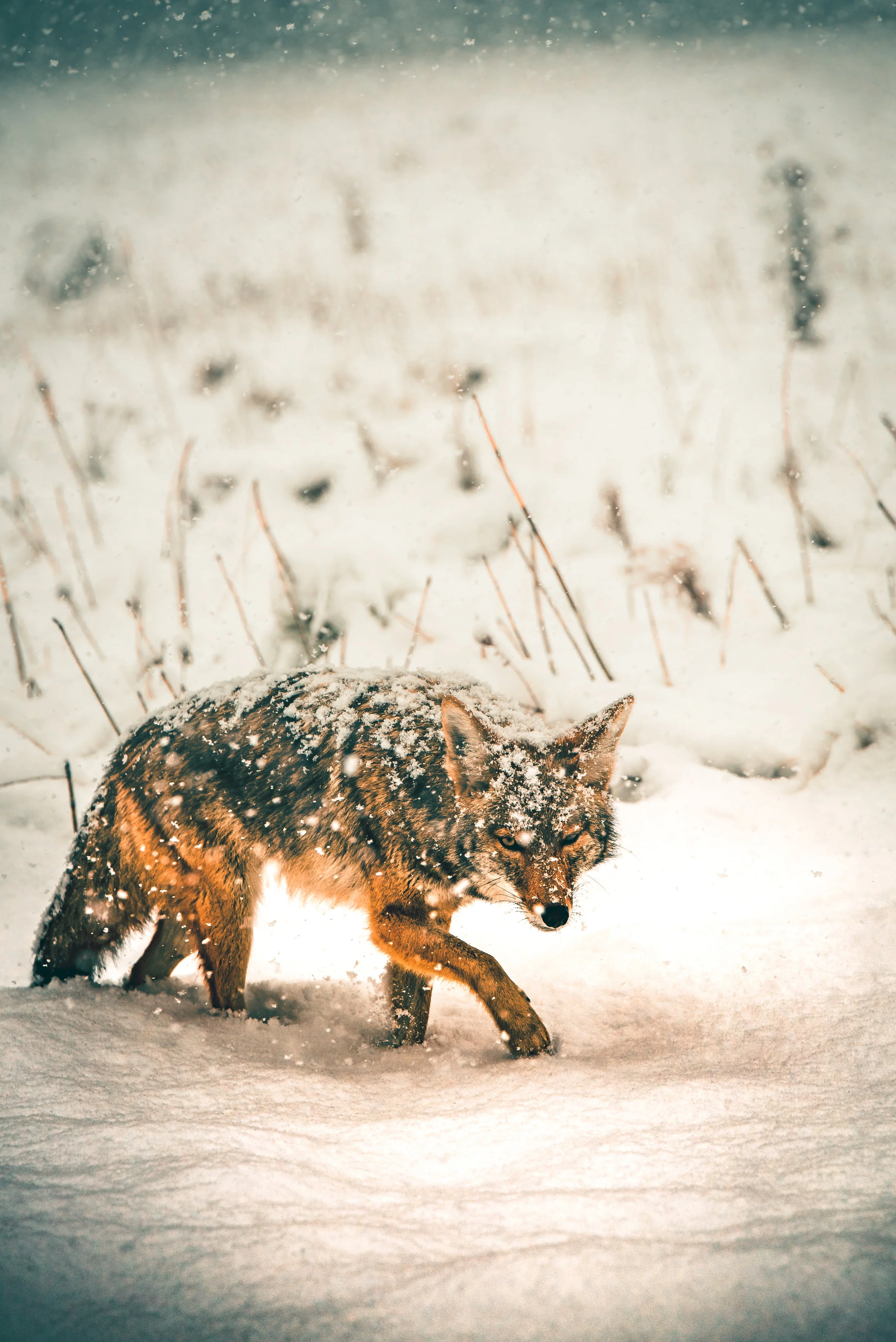 The New Face of the Coyote: Fraudulent Use of The Violence Against Women Act and State Divorce and Custody Laws