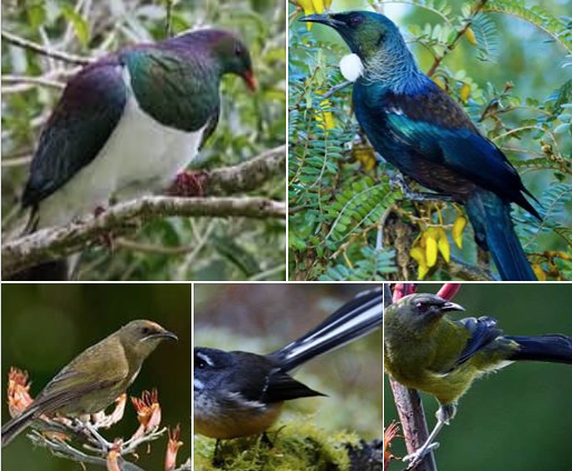 GOOD NEWS - UPDATE - MORE BIRDS IN OUR GARDENS.