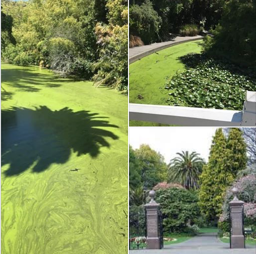 GOOD NEWS - UPDATE - QUEENS GARDENS POND - THE DUCKS ARE HAPPY.